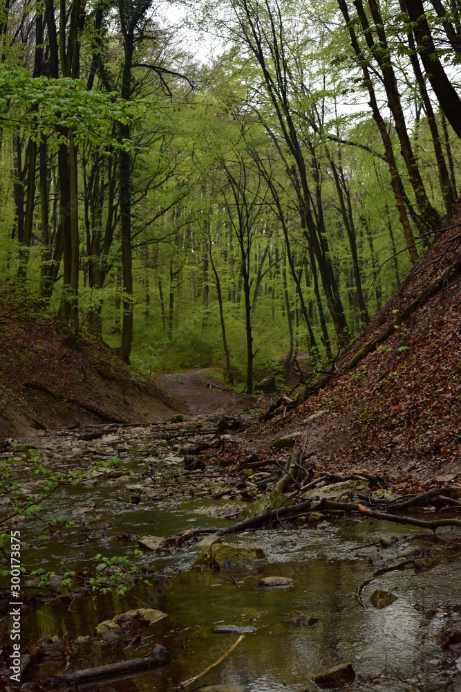 Forest path by a stream in Hungary Forest path by a stream in Hungary