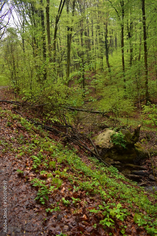 Forest path by a stream in Hungary Forest path by a stream in Hungary