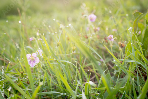 Beautiful purple tender wildflowers and grass with dew in the morning