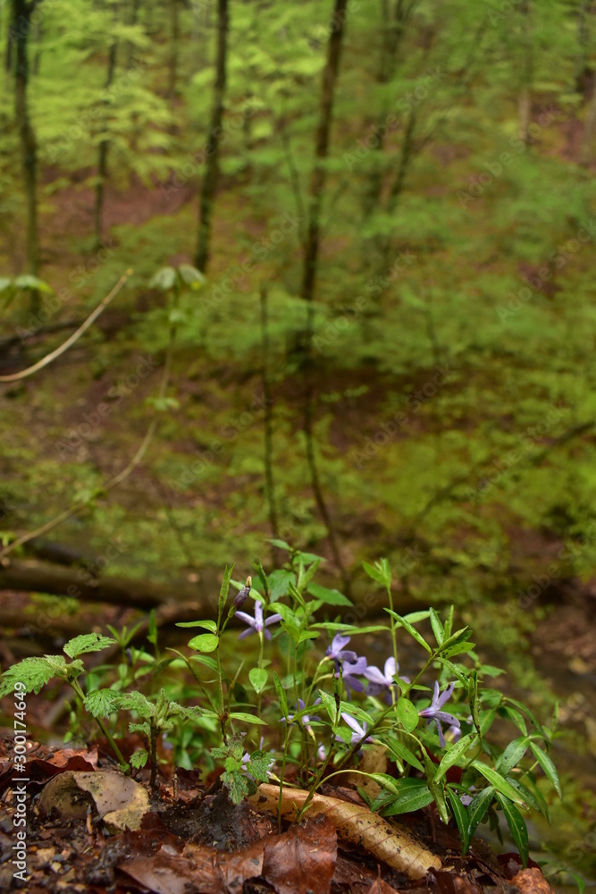 Fototapeta premium Leśna ścieżka nad strumieniem na Węgrzech