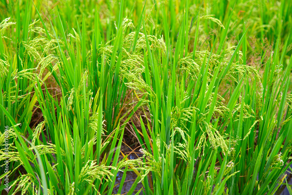 Obraz premium Longji Rice Terraces