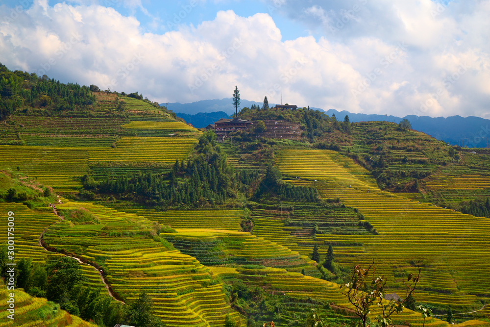 Fototapeta premium Longji Rice Terraces