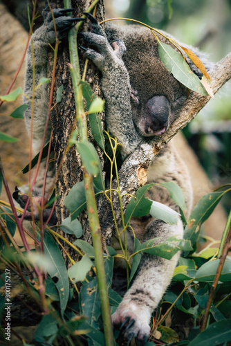 Photography koala in tree
