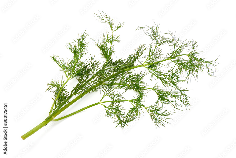 Fresh Green Dill, isolated on white background Fresh Green Dill, isolated on white background