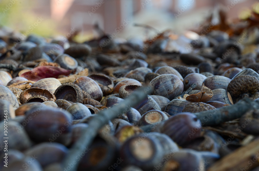 Closeup of a group of acorns laying on the ground. Shallow depth of field. Closeup of a group of acorns laying on the ground. Shallow depth of field.