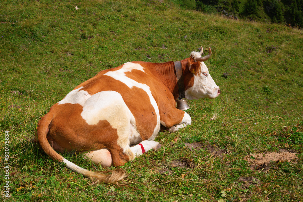 Obraz premium Swiss cow