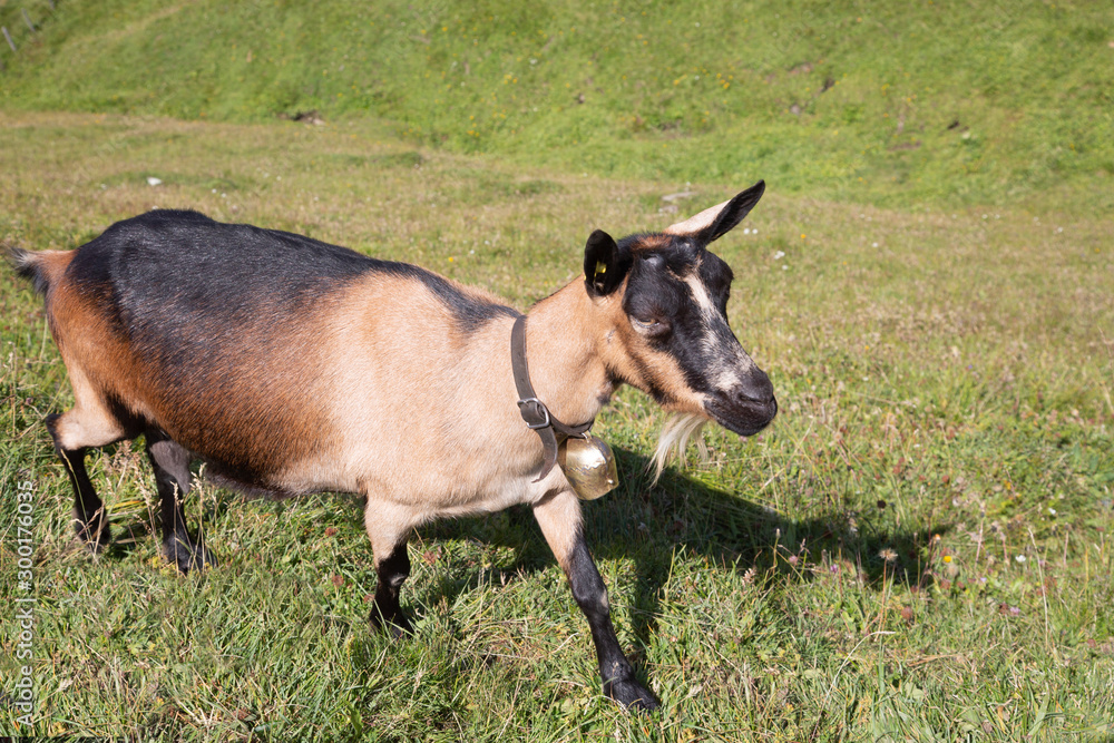 Obraz premium Swiss cow