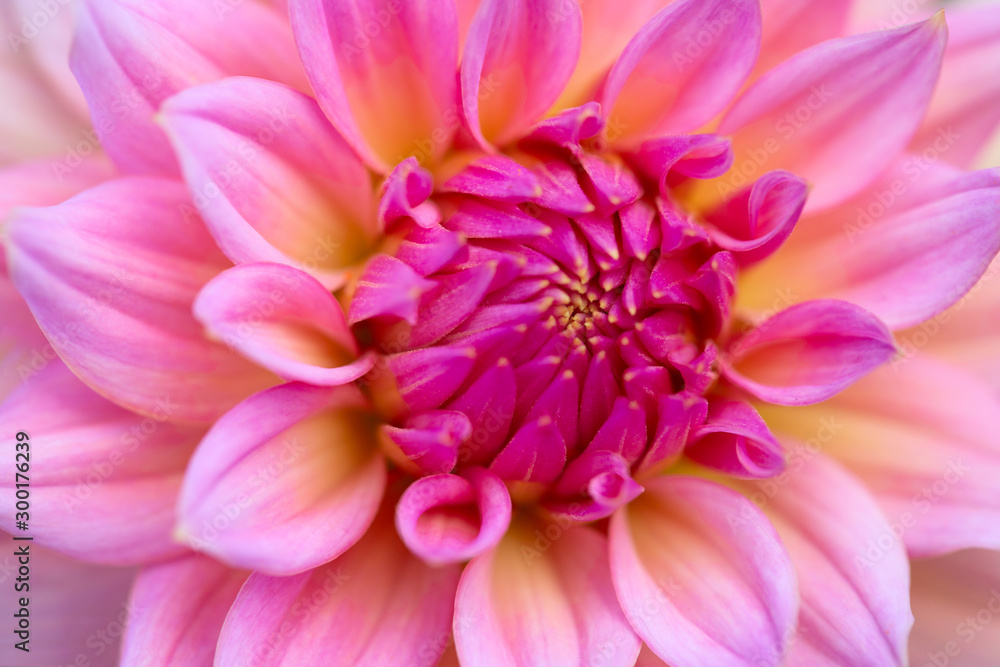 Dahlia flower Dahlia flower