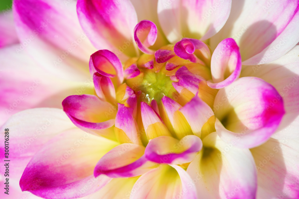 Fototapeta premium Dahlia flower