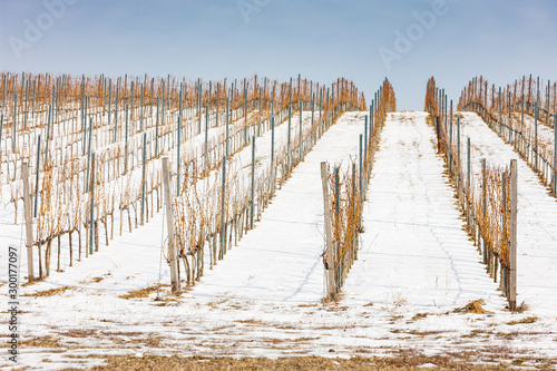 Wineyards near Vinicky, Tokaj region, Slovakia