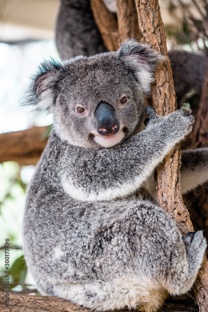 Fototapeta premium koala bear in a tree