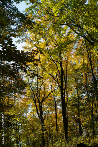 Yellow and green colored leaves in fall