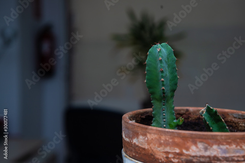 cute cactus in office pot