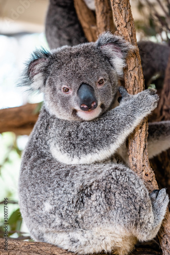 Fototapeta Naklejka Na Ścianę i Meble -  koala bear in a tree