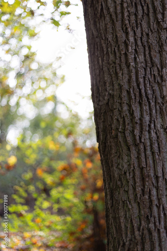 Herbst Baum alt Eiche und Ahorn Weinberg Hintergrund