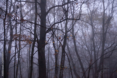 Heavy fog in the autumn forest