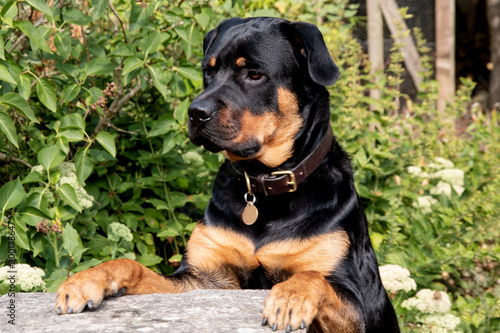 Rottweiler begging, paws on table