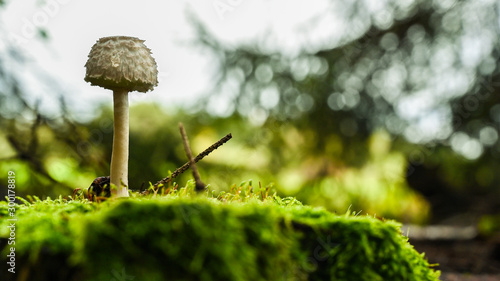 Pilz - fransiger Einsiedlerwulstling auf einer moosbedeckten Baumwurzel photo
