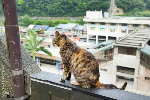 Cats in Houtong Cat Village,Taiwan is famous for its cat population photo