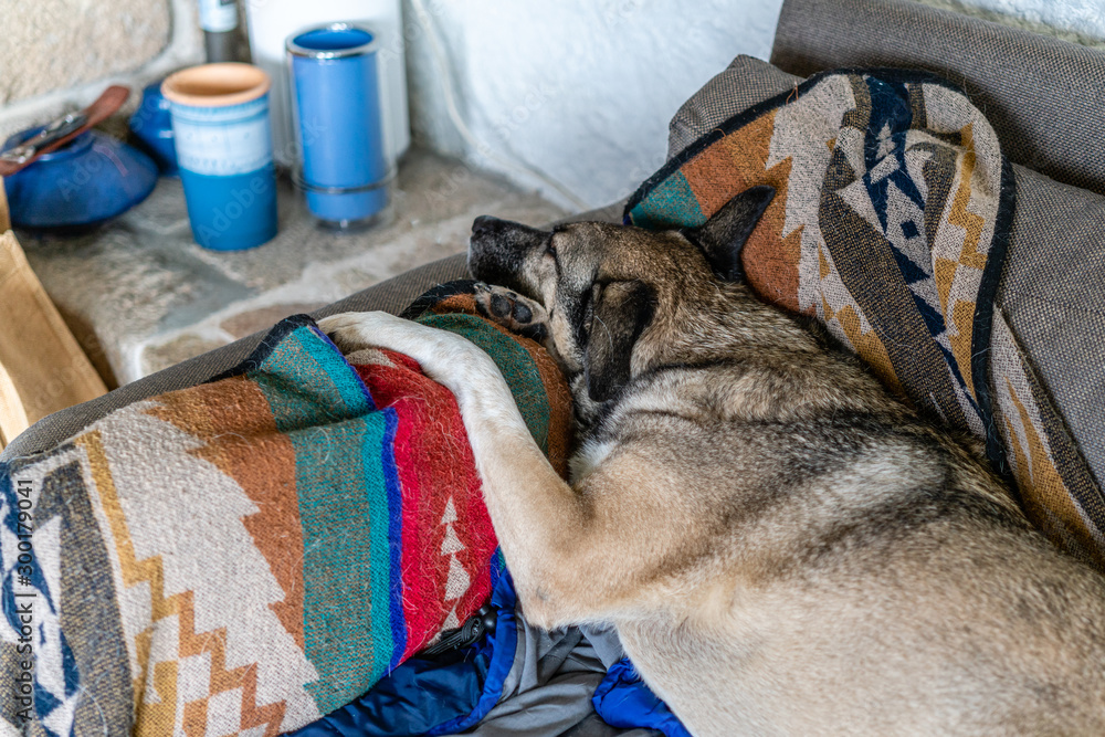 Tiere, Säugetiere, Hund, Hund auf Sofa Stock Photo | Adobe Stock