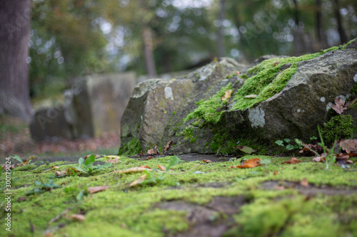 Moos Steine Hintergrund Grün