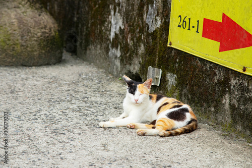 Cats in Houtong Cat Village,Taiwan is famous for its cat population
 photo