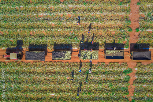 Melon and coconut farm shot from above in brazil during harvesting time