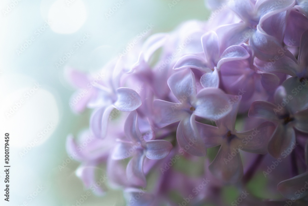Blurred abstract background with lilac flowers