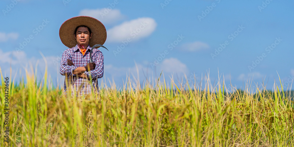 Asian farmer working in the rice field under blue sky Asian farmer working in the rice field under blue sky