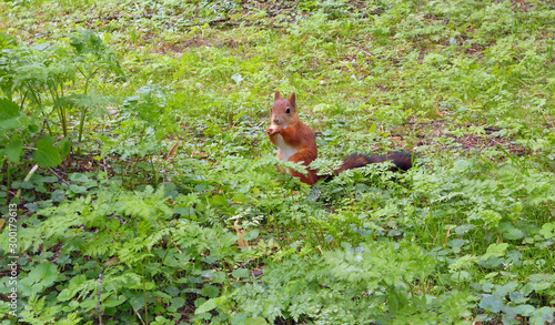 Squirrel in the park eating a cookie. Red-haired beauty with a fluffy tail. © Gebbi Mur