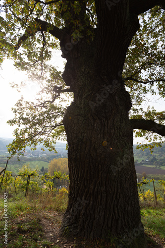 Herbst Baum alt Eiche und Ahorn Weinberg Hintergrund