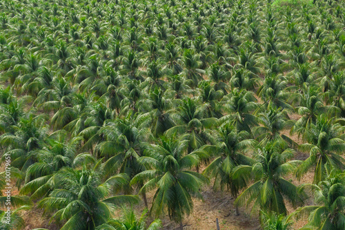 Melon and coconut farm shot from above in brazil during harvesting time photo