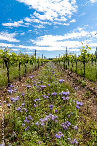 Fototapeta Naklejka Na Ścianę i Meble -  floral spacing in organic vineyard, Moravia, Czech Republic