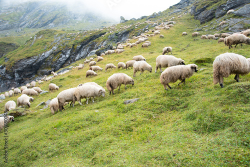 Large flock of sheep in the mountains. Green hills up in the clouds