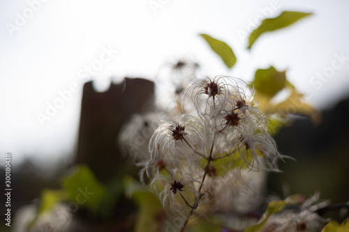 Blume Herbst weiß Pflanze