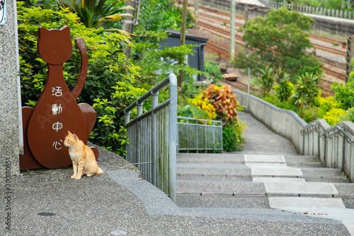 Cats in Houtong Cat Village,Taiwan is famous for its cat population photo