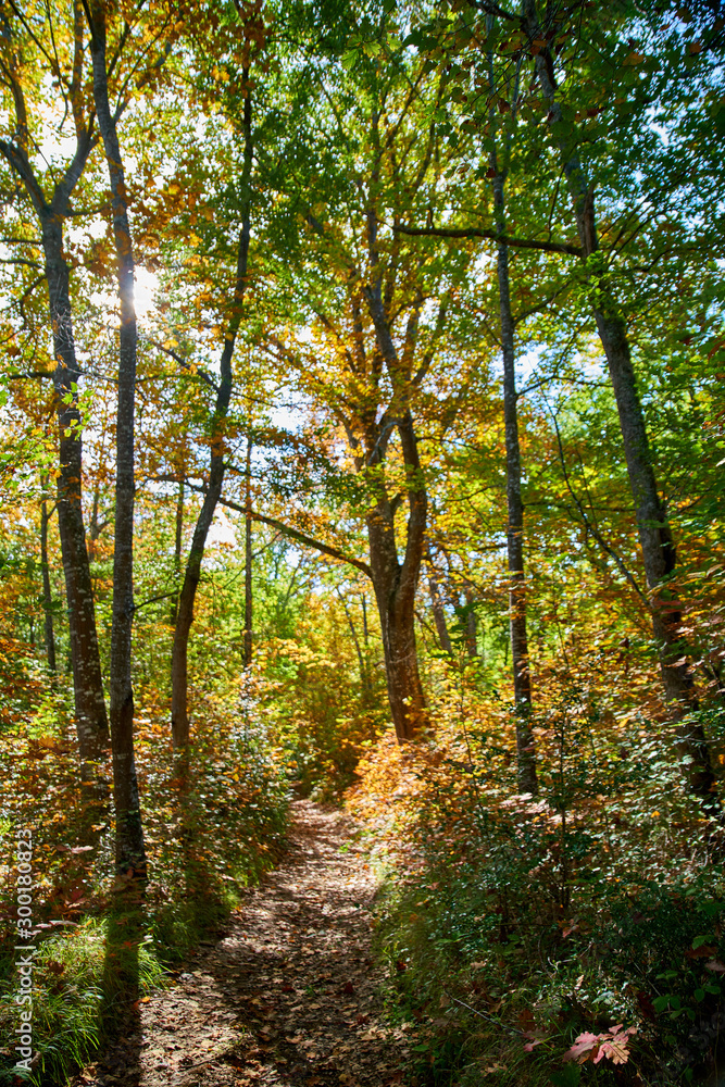 Path in the woods, at dusk, in autumn