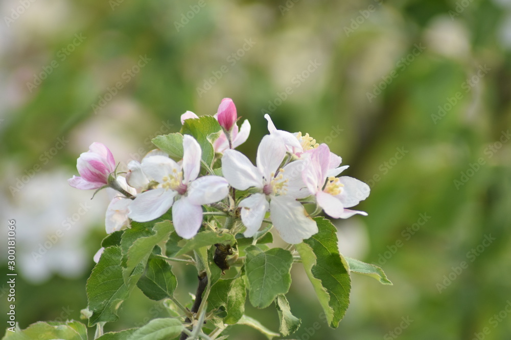 blühender Apfelbaum blühender Apfelbaum