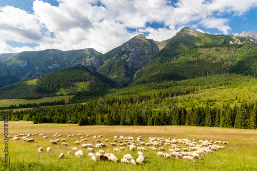 flock of sheep in Belianske tatras mountains, Slovakia