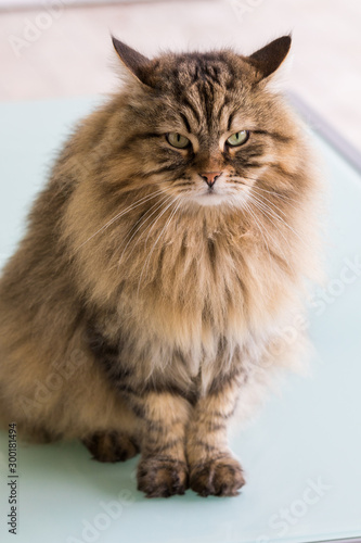 Cute siberian cat in relax in a garden. adorable domestic pet
