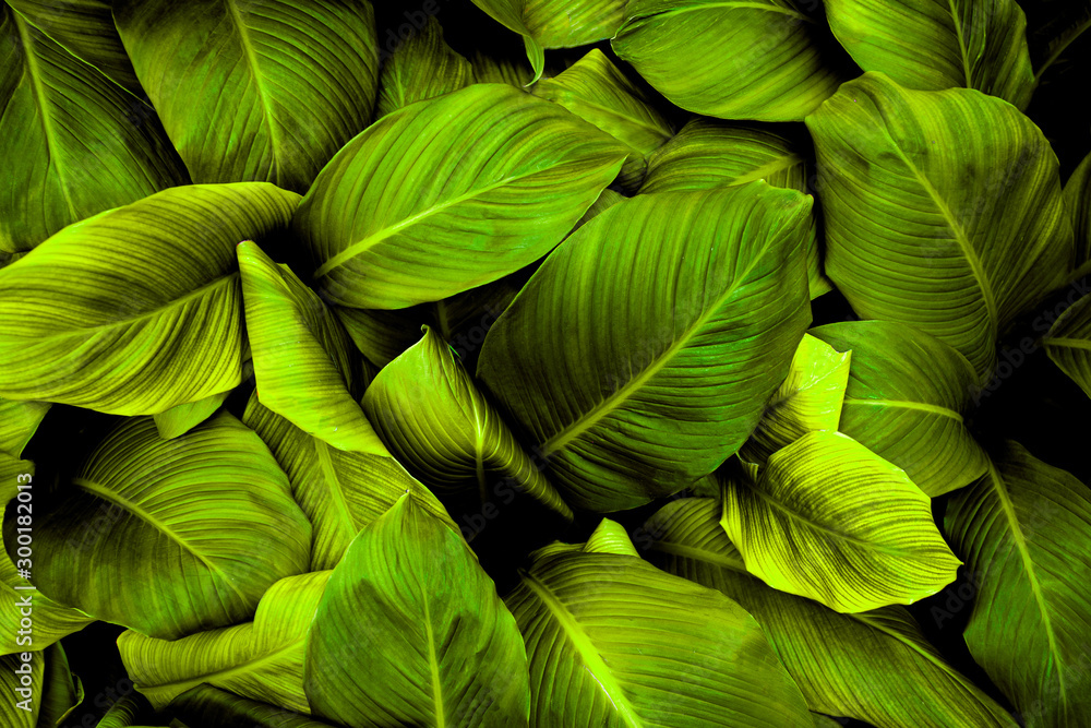 leaves of Spathiphyllum cannifolium, abstract green texture, nature background, tropical leaf leaves of Spathiphyllum cannifolium, abstract green texture, nature background, tropical leaf