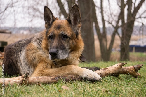 Old wise German Shepherd Dog. Reflections on life © LINDA