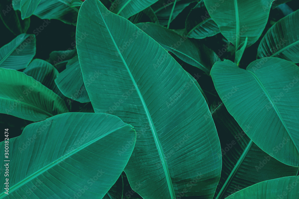 tropical banana leaf texture in garden, abstract green leaf, large palm foliage nature dark green background tropical banana leaf texture in garden, abstract green leaf, large palm foliage nature dark green background
