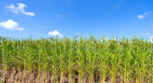 Green rice field in the morning under blue sky