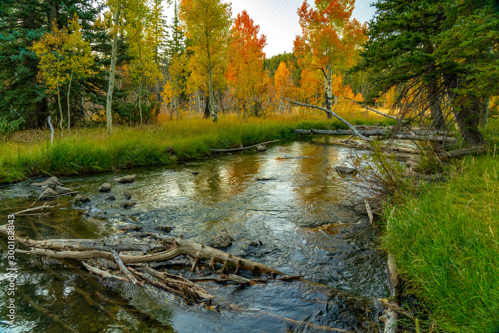 Aspen Along Duck Creek Aspen Along Duck Creek