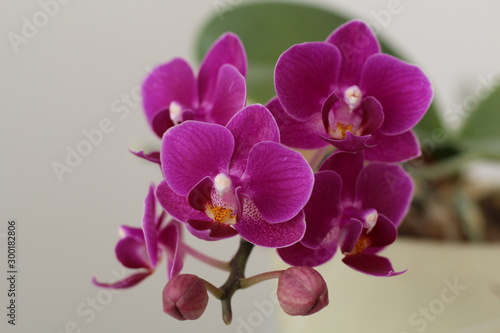 beautiful Miniature Moth Orchid Phalaenopsis flower close-up