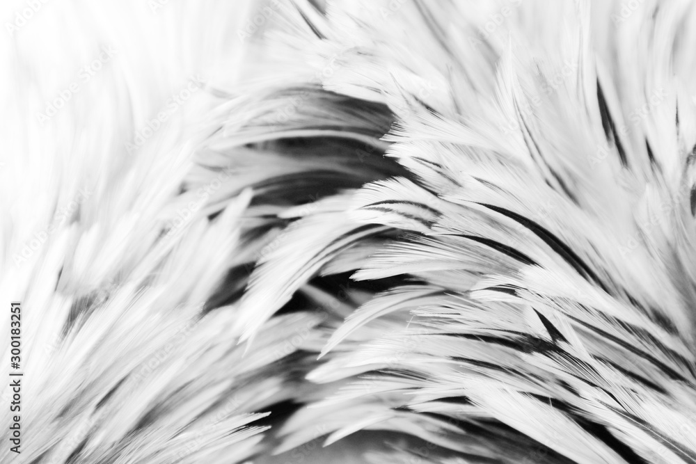 Beautiful abstract white and gray feathers on dark background and colorful soft brown white feather texture on white pattern Beautiful abstract white and gray feathers on dark background and colorful soft brown white feather texture on white pattern