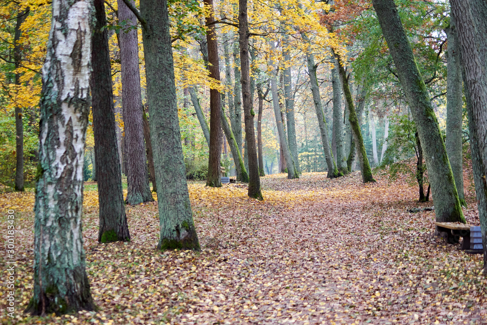 forest in autumn