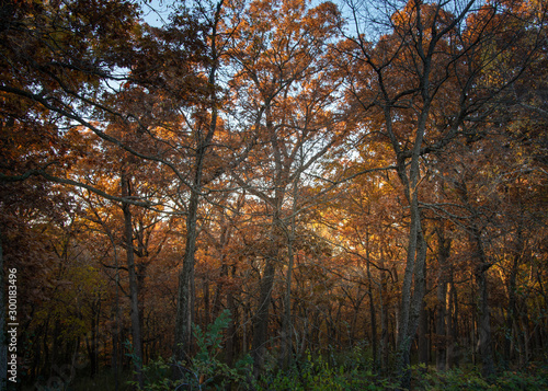 Sunbeams shine through an oak woods