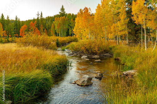 Fototapete Brilliant Colors of Aspen Along Duck Creek